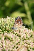 Butterfly on a flowering plant