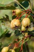 Hawthorn fruits ripen closeup