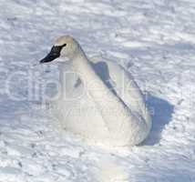 Swan at rest