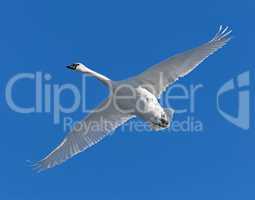 Trumpeter swan in flight