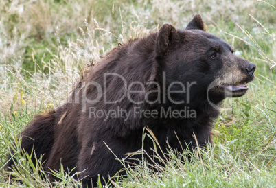 Black bear in South Dakota