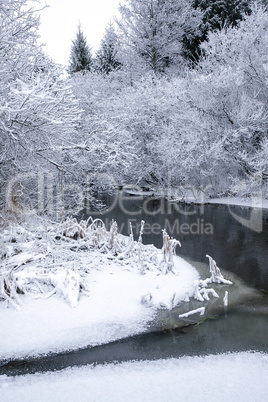 Snowy Forest in a Winter Day