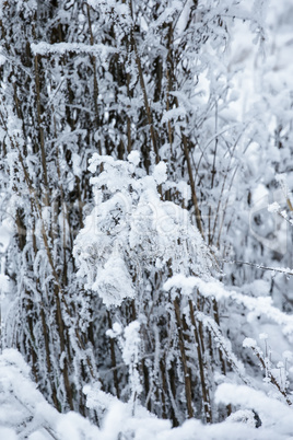 Snowy Forest in a Winter Day