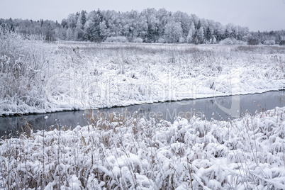 Snowy Forest in a Winter Day