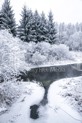 Snowy Forest in a Winter Day