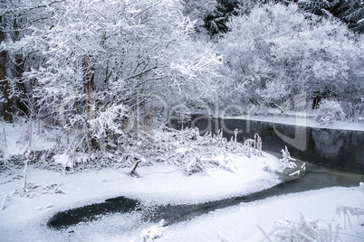 Snowy Forest in a Winter Day