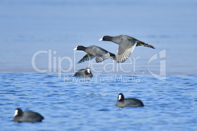 Blässhuhn im Flug