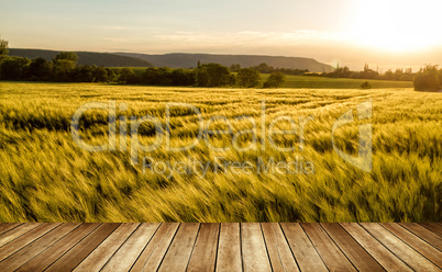 Cereal field in a sunny,windy day