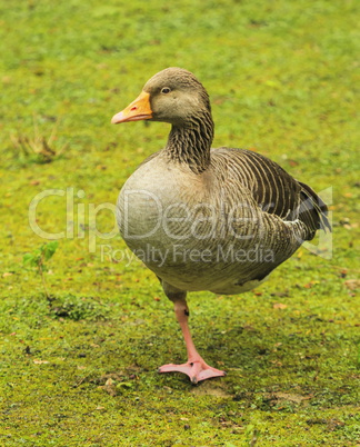 Greylag goose, anser, standing on one foot