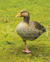 Greylag goose, anser, standing on one foot