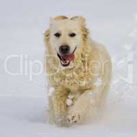 Golden retriever dog running in the snow
