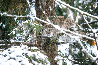 Lynx Hunting in a Winter Forest