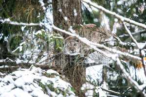 Lynx Hunting in a Winter Forest