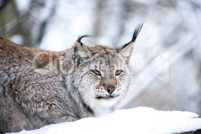 Lynx in a Winter Forest Close up