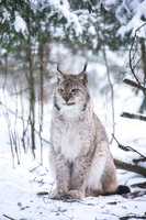 Lynx in a Winter Forest