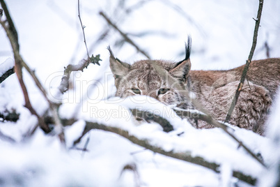 Lynx lurking in a Winter Forest