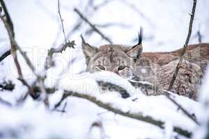 Lynx lurking in a Winter Forest