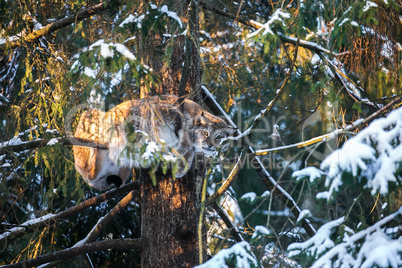 Lynx on a tree branch  in a Winter Forest