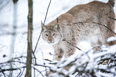 Lynx in a Winter Forest