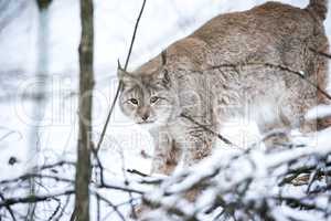 Lynx in a Winter Forest