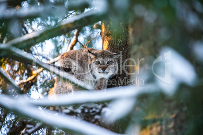 Lynx in a Winter Forest in a summer day