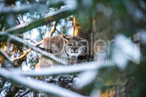 Lynx in a Winter Forest in a summer day