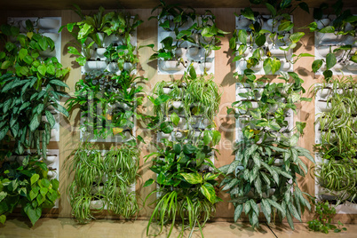 Green plants in office