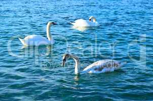 White swans at sea