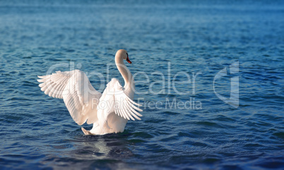 White swan in the sea