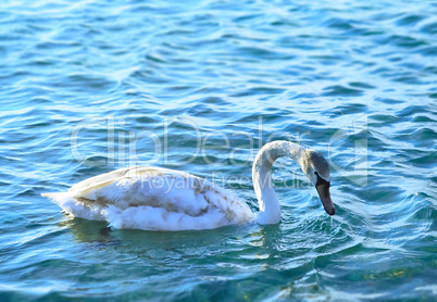 White swan floating in the sea