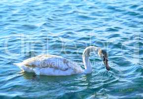 White swan floating in the sea