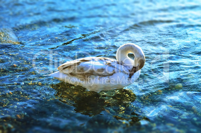 White swan in the blue sea water