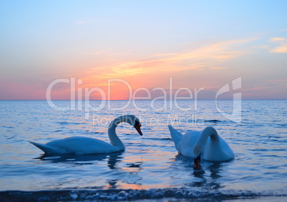 Swans