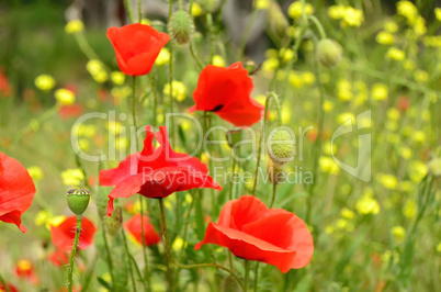 Red poppies