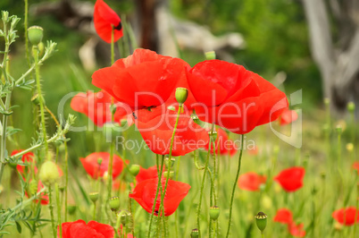 Red poppies