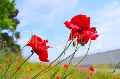 Red poppies