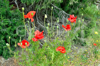 Red poppies