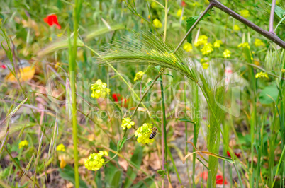 Red poppies