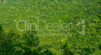 Green trees in the mountains