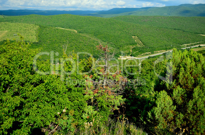 Forest in the mountains