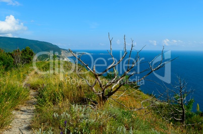 Dry tree on a background of forested mountains and the sea