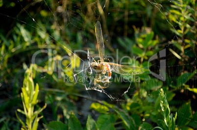 The spider caught a dragonfly in the web