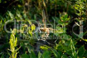 The spider caught a dragonfly in the web
