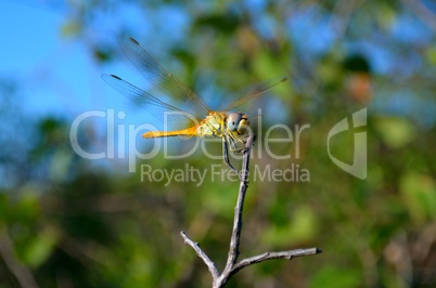 Large dragonfly sits on the green grass