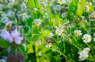 Colored beetle on flowers