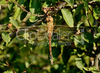 Large dragonfly sits on the green grass