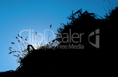 Silhouette of grass on the hill against the blue sky