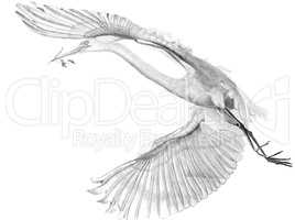Flying grey stork