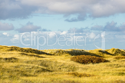 Landschaft in den Dünen auf der Insel Amrum