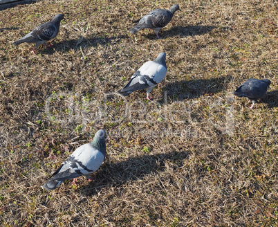 pigeon bird animal in the grass